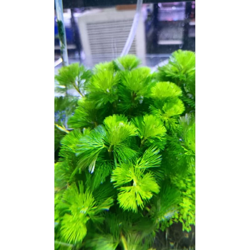 สาหร่ายหางกระรอก สวยงามต้นละ 40 บาท