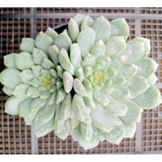 Echeveria prolifica ไม้อวบน้ำ กุหลาบหิน กระถาง 3 นิ้ว