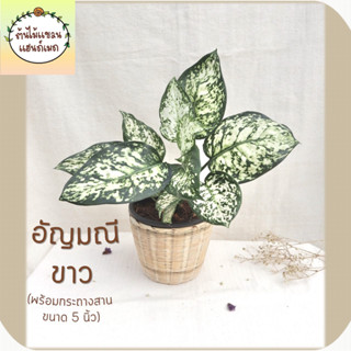 🎋อัญมณีขาว (Aglaonema Anyamanikhaw) ต้นไม้มงคล พร้อมกระถางสานไม้ไผ่ ขนาด 5 นิ้ว ช่วยฟอกอากาศ ดูดสารพิษ