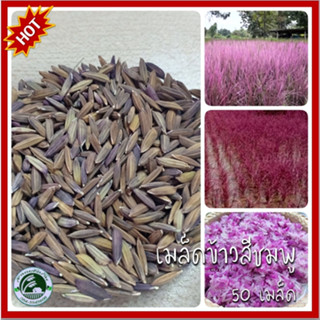 50 เมล็ด พันธุ์ข้าวสีชมพู Pink Lady เมล็ดข้าวสีชมพู ข้าวสีชมพู เมล็ดพันธุ์ข้าวสีชมพู ของแท้ชุดทดลองปลูก