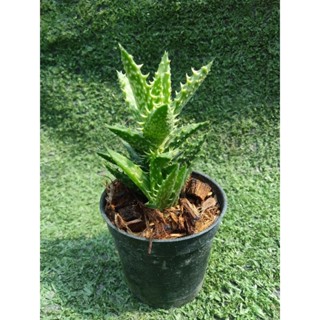 ว่านหางจระเข้แคระ [ Aloe Crosbys Prolific ] ในกระถาง2"