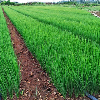 ต้นหอม เมล็ดพันธุ์ ต้นหอมแบ่ง หัวหอม 400 เมล็ด🌱[10 เเถม 2]
