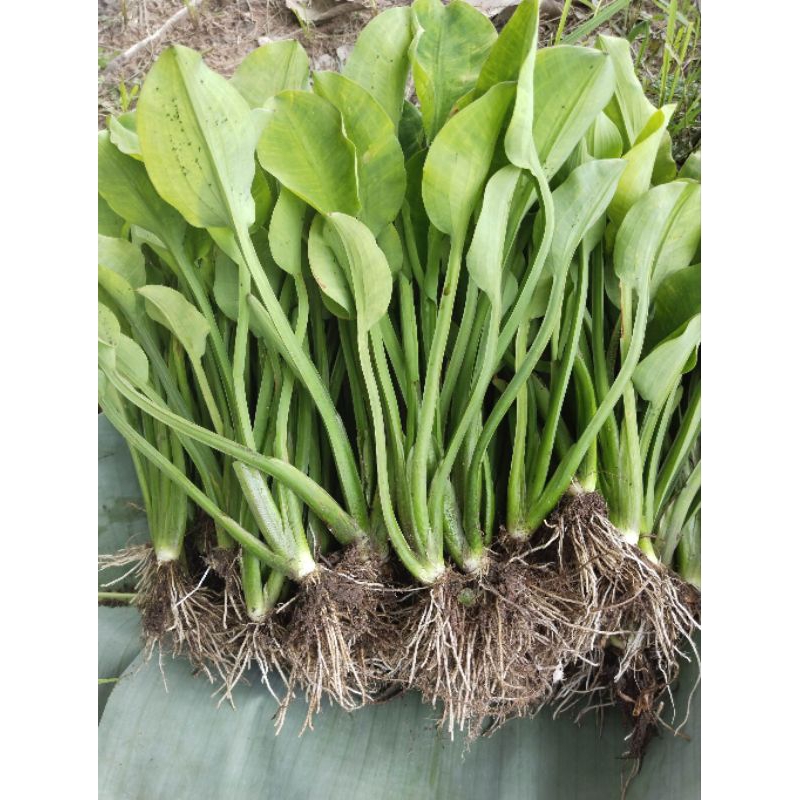 ต้นพันธุ์ผักก้านจอง ต้นใหญ่ตัดใบพร้อมปลูก ชุดละ80ต้น