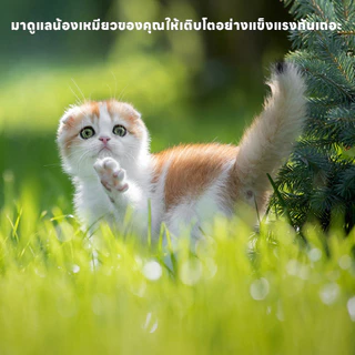 yoyopet : หญ้าแมว ชุดปลูกข้าวสาลี ชุดหญ้าออร์แกนิคพร้อมปลูก วิตามินแมว สำหรับหมา,แมว,หนู,กระต่ายฯลฯ