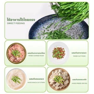 yoyopet : หญ้าแมว ชุดปลูกข้าวสาลี ชุดหญ้าออร์แกนิคพร้อมปลูก วิตามินแมว สำหรับหมา,แมว,หนู,กระต่ายฯลฯ