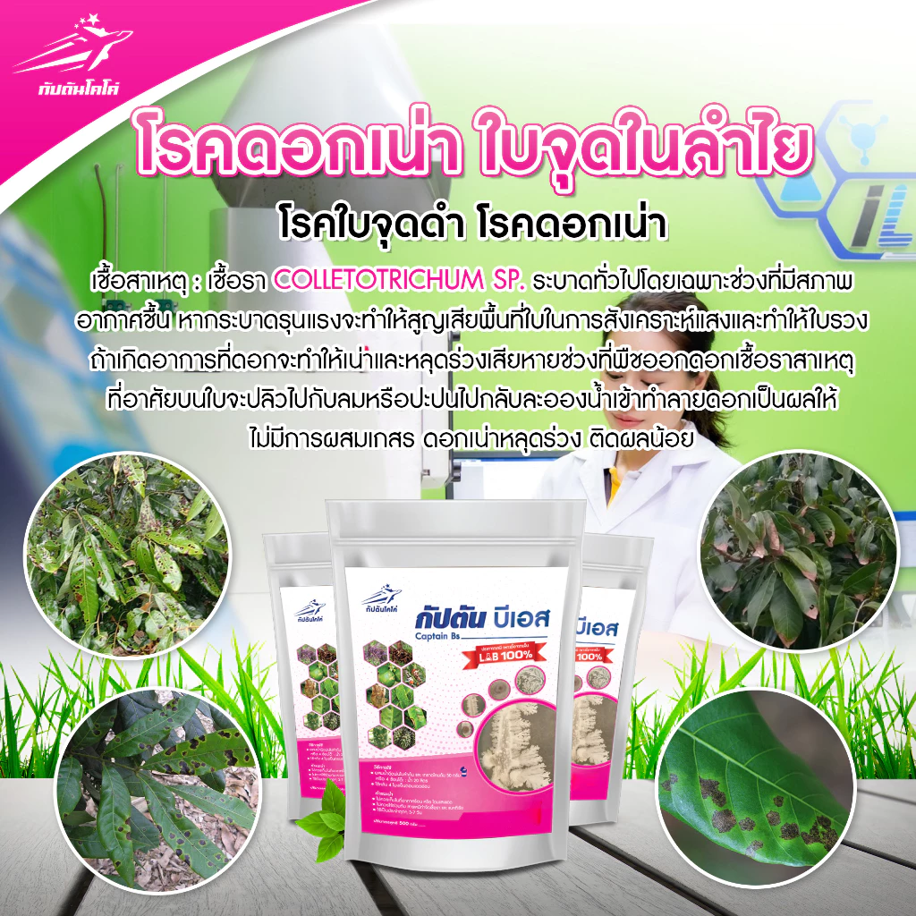 กัปตันบีเอส สูตรเข้มข้นเชื้อ 2 เท่า อัพอาหารเชื้อ บาซิลลัส ซับทิลิส  แบบผง(500กรัม)   ปลอดภัย 100% thumbnail 10