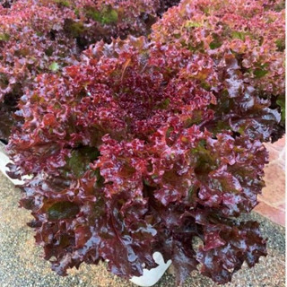 ต้นกล้าผักสลัด  Red Coral Lettuce (เรดคอรัล หรือ ผักกาดหอมแดง)  ต้นกล่้าละ 9บาท ซื้อ 10แถม 2ต้น