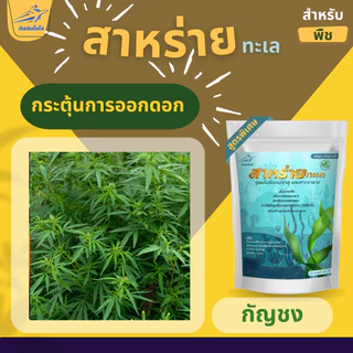 สาหร่าย สำหรับพืช สกัดเข้มข้น 100% ขนาด 100 กรัม