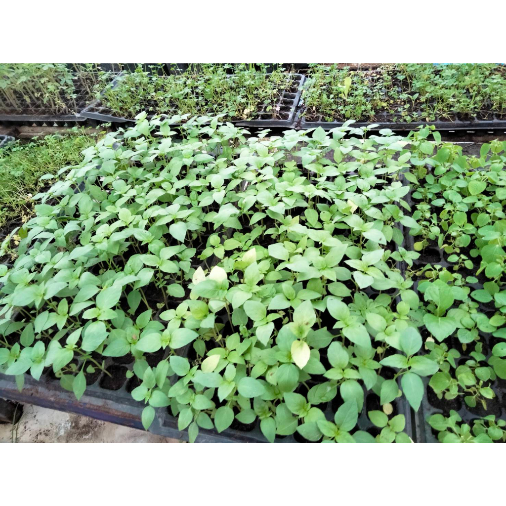 ต้นพันธฺฺุ์  ก้อมก่อเมือง ใส่แกงหน่ออร่อย พร้อมปลูกในถุงดำ 39 บาท - รูปที่ 2