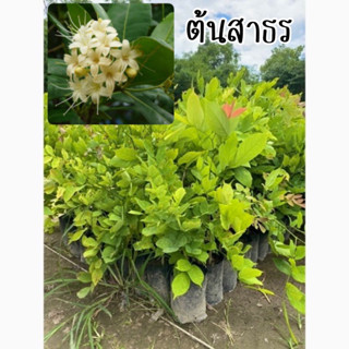 ต้นสาธรความสูง40-50ซม. ขั้นต่ำ3ต้นคละต้นอื่นได้