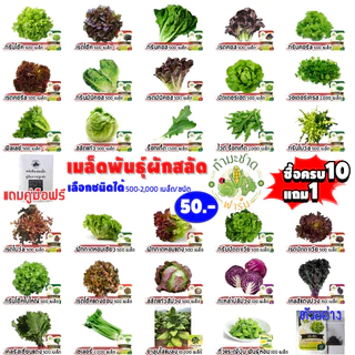 ทำมะชาดฟาร์ม (ซื้อ10แถม1) เมล็ดพันธุ์ กรีนโอ๊คใบใหญ่ ขนาด0.5กรัม ประมาณ500เมล็ด BIG GREEN OAK บิ๊กกรีนโอ๊ค ผักสลัด เมล็ด