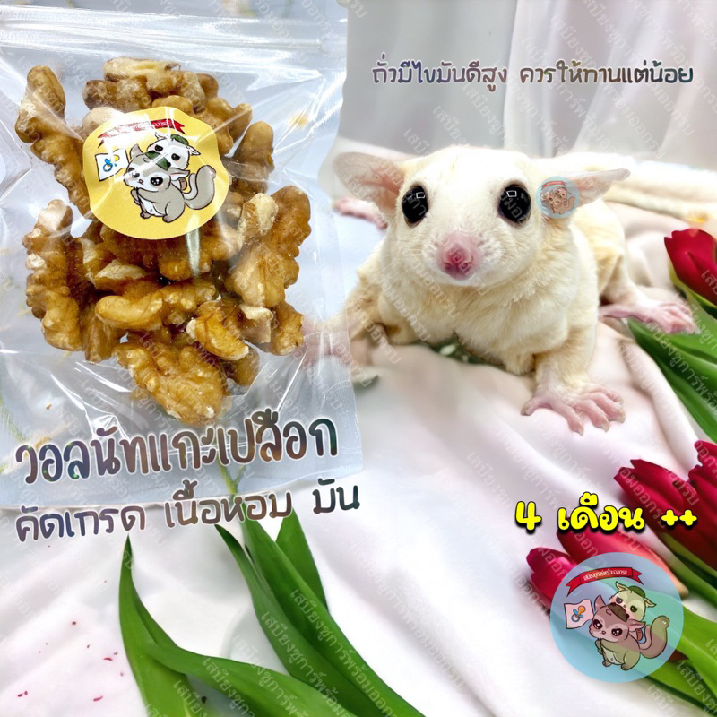 ( วอลนัทซีก ) WALNUT วอลนัท วอลนัต แกะเปลือก อาหาร ขนม สัตว์ฟันแทะ สัตว์เลี้ยง สัตว์เล็ก ชูการ์ กระรอก แฮมสเตอร์