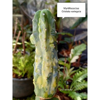 Myrtillocactus Cristata variegata ตอบลูคริสด่าง ไม้กราฟ cactus