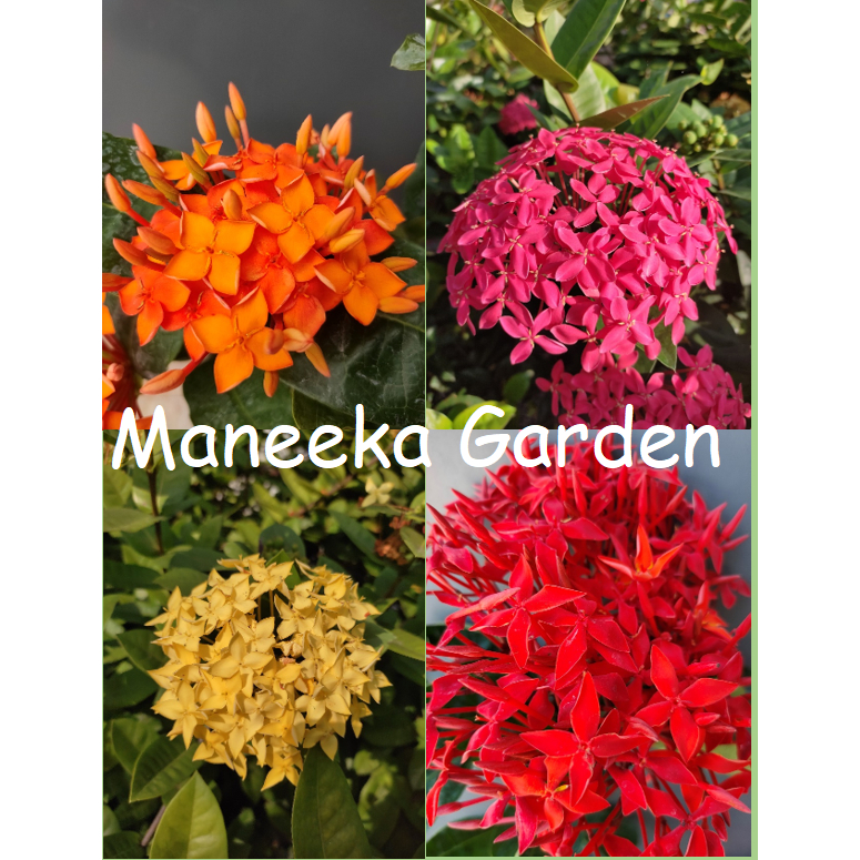 ต้นเข็มสีส้ม, สีชมพู, สีแดง, สีเหลือง, สีขาว(พันธุ์ดอกใหญ่) กระถาง 6 นิ้ว