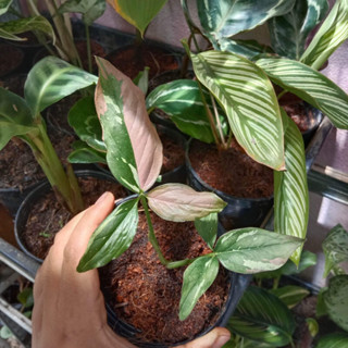 🌿ต้นเงินไหลมาด่างสามสี Redspot Tricolor🌿กระถาง 4 นิ้ว ไม้มงคลใบด่างสวยมาก
