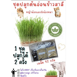 ชุดปลูกต้นอ่อนข้าวสาลี