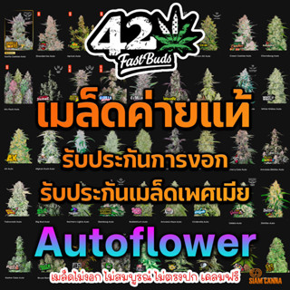 เมล็ดกัญชา Auto - Fast Buds Pack : 1 seed พร้อมแพ็คเกจค่าย เมล็ดกัญชาออโต้ 2Fast4Buds