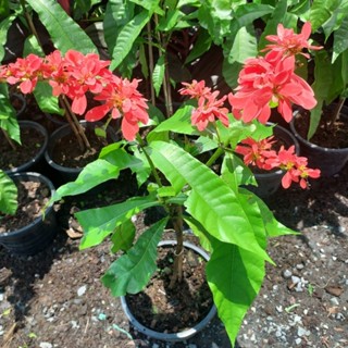 วอร์ซีวิคเซีย,Chaconia/Wild Poinsettia