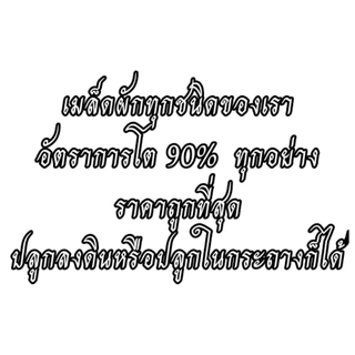 เมล็ด​พันธุ์​ กวางตุ้งดอก​ 600+เมล็ด ซื้อ 10 แถม 2