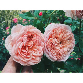 กุหลาบAbraham darby (อับราฮัม ดาร์บี้) กุหลาบเลื้อยกลิ่นหอมแรง