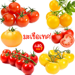มะเขือเทศ📌รวมทุกสายพันธุ์🎯ถูกที่สุด10บ.🎯เมล็ดพันธุ์มะเขือเทศ…