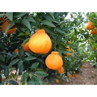 ต้นส้มเดโกปอง🌲🍊ต้นพันธุ์เสียบยอด🍊🌲ต้นสูง 50-60 ซม.ลูกใหญ่ดก น้ำเยอะหวานอร่อย ให้ผลผลิตตลอดปี ปลูกได้ทุกสภาพพื้นที่