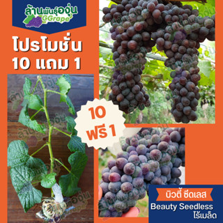 [แพ็ค 10 แถม 1]  กิ่งพันธุ์องุ่น บิวตี้ ซีดเลส (Beauty Seedless) ไร้เมล็ด