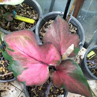 บอนสีพระยาดำรงค์caladium