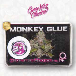 Monkey Glue (Photo) - Growers Choice เมล็ดกัญชา นำเข้าแท้100% เมล็ดเพศเมีย