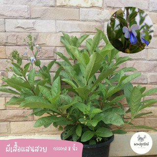 ต้นผีเสื้อแสนสวย กระถาง 8 นิ้ว ต้นใหญ่ #ดอกไม้กินได้ edibleflower