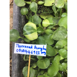 ผักตบชวาญี่ปุ่นด่าง 6 ต้น 99 #บำบัดน้ำเสีย #ประดับตกแต่งสวน