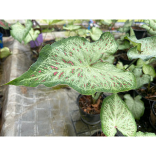 บอนสี จิงเจอร์แลนด์ Caladium Gingerland กระถาง 4นิ้ว