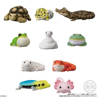 Bandai​  figure​ tenori friends​ 8​ ฟิกเกอร์​กบ​ ตุ๊กแก​ เต่า​ กิ้งก่า​ งู​บอล​ จระเข้