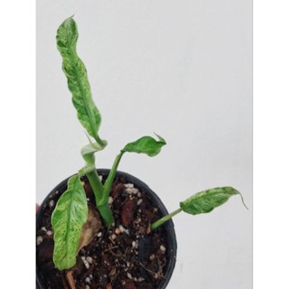 ระงดด่างมาเบิ้ล epipremnum giganteum variegated ด่างสวย ด่างละเอียด หายาก รากเดินดีแล้ว ได้ต้นตามภาพ