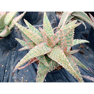 🌵💥อโลไฮบริด 💥🌵 aloe hybrid ไม้ชำหน่อขนาด 10-16 ซม.  ต้นกระบองเพชร ต้นแคคตัส (แคคตัส กระบองเพชร)(update 3-7-23))