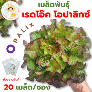 *ส่งด่วน* เมล็ดพันธุ์ เรดโอ๊ค โอปาลิกซ์ Opalix แบบเคลือบ Seed ปลูกผัก เมล็ดผัก เมล็ดพืช [แบ่งบรรจุ 1 ซอง 20 เมล็ด]