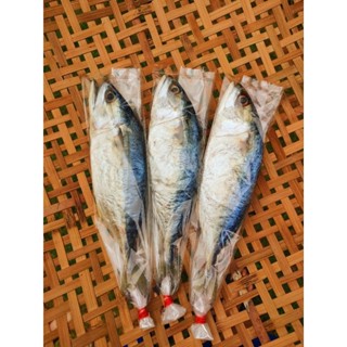 ปลาทูมัน(เค็ม)แม่พร เค็มน้อย มันอร่อย เนื้อแน่น🐟