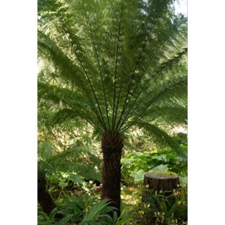 ทรี เฟิร์น Tree Fern Blechnum brasiliense กูดดอยบราซิล