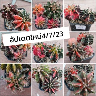 ยิมโนด่าง / LB hb แอลบีไฮบริดด่าง/คัดต้นสวยๆ Gymnocalycium แคคตัส