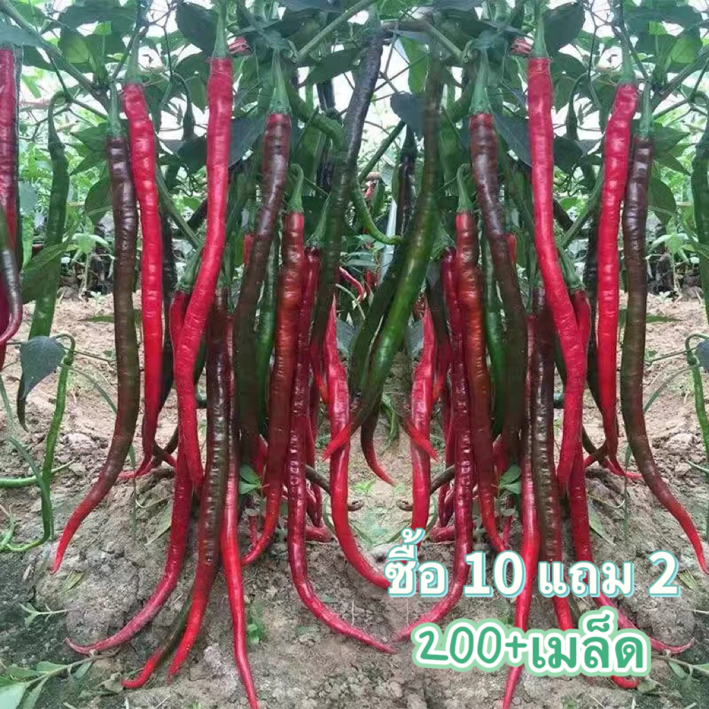 พริกยาวที่สุดในโลก เมล็ดพันธุ์พริก Joe's Long 200+ เมล็ด งอกง่าย🌱ผลยาว12-15นิ้ว☘️[ซื้อ10แถม2]พริก