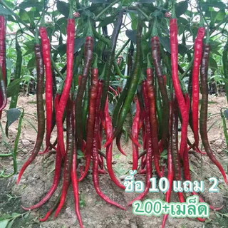 พริกยาวที่สุดในโลก เมล็ดพันธุ์พริก Joe's Long 200+ เมล็ด งอกง่าย🌱ผลยาว12-15นิ้ว☘️[ซื้อ10แถม2]พริก