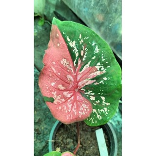 บอนสีพรมฤาษีcaladium