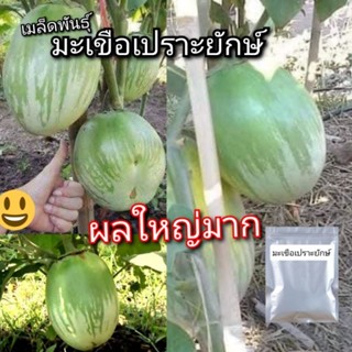 เมล็ดมะเขือเปราะยักษ์ 50เมล็ด เมล็ดพันธุ์ ผลใหญ่ กรอบ งอกดี