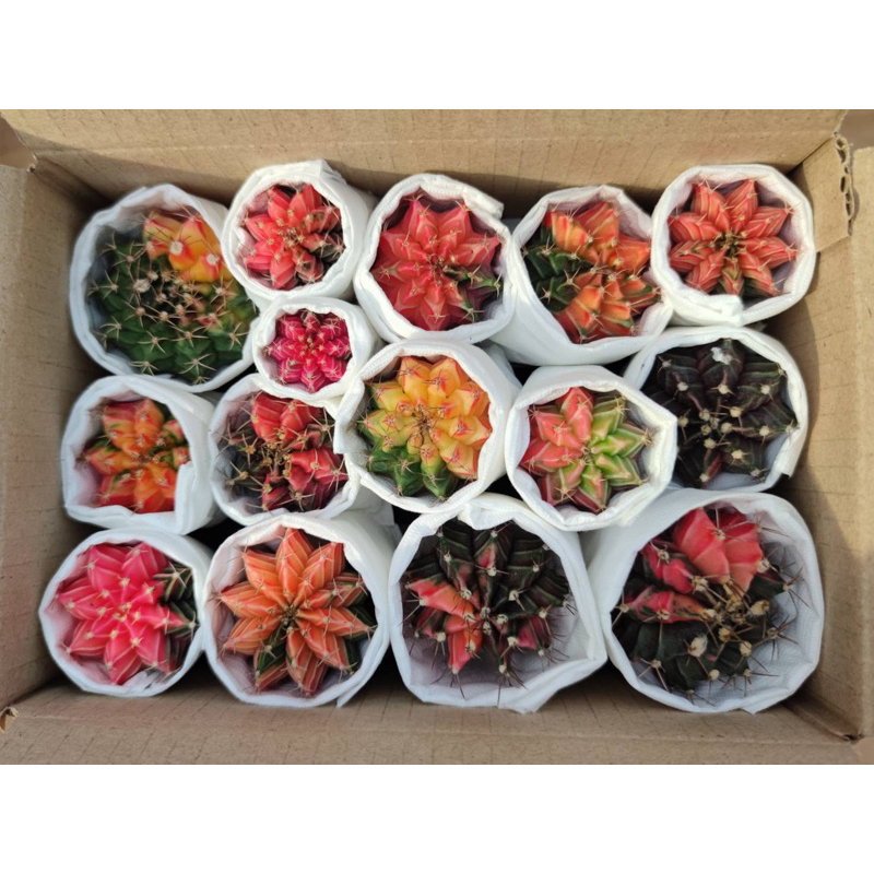 ยิมโนด่างไม้เมล็ดส่งล้างราก 15 ต้น ปลูกในกระถาง2นิ้ว