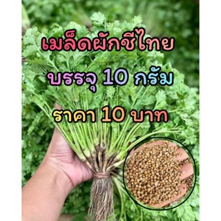 เมล็ดผักชี 10 กรัม / ซอง 10 บาท เท่านั้น เมล็ดพันธุ์งอก 100%