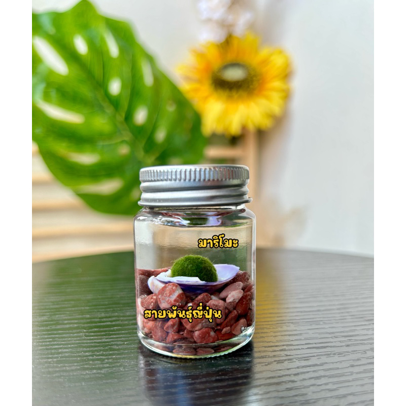 มาริโมะ 0.8 Cm.เเถมปุ๋ยอาหาร+เกลือถุงจิ๋ว  F2 พร้อมโหล พร้อมหิน เลือกสีได้ มีของพร้อมส่ง