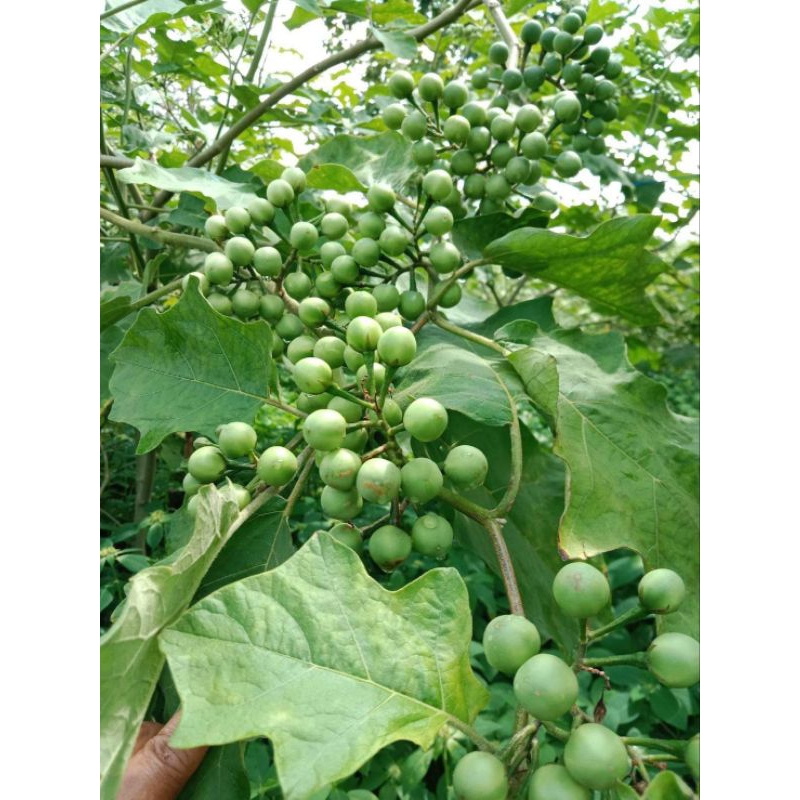 🌱เมล็ดมะเขือพวง 30 เมล็ด (5แถม1คละได้)