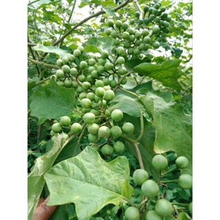 🌱เมล็ดมะเขือพวง 30 เมล็ด (5แถม1คละได้)