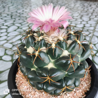 [ถูกที่สุด] Coryphantha Elephantidens Cactus ,กระบองเพชร ไม้อวบน้ำ succulent แคคตัสช้างเต้าลึก กระบองเพชร ไม้อวบน้ำ