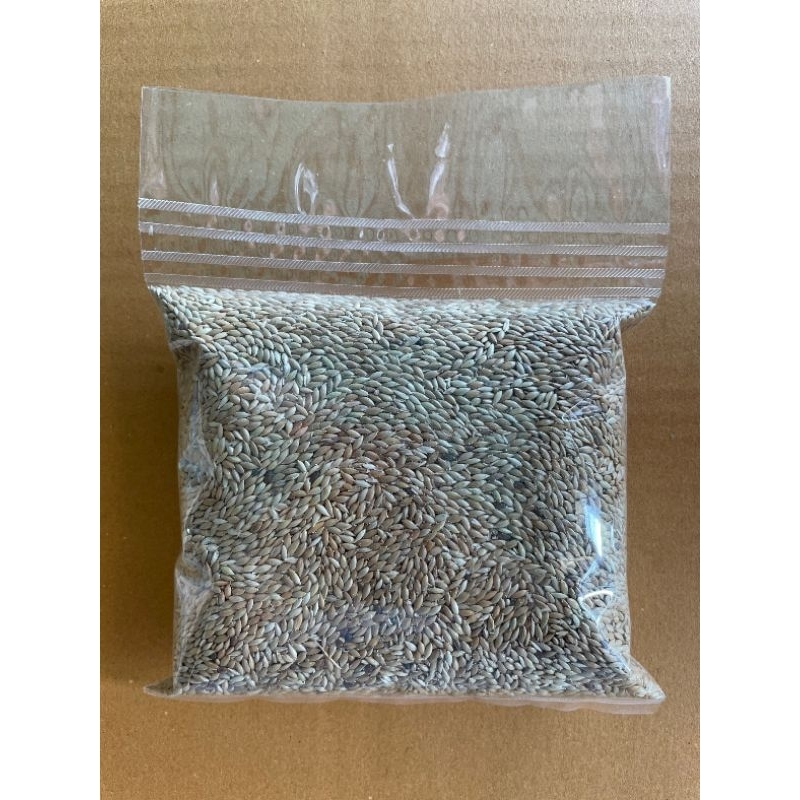 ข้าวไรย์ (Canary Seed) บำรุงขนให้สวยงาม นกเขากินดี นกพิราบกินได้ 400g
